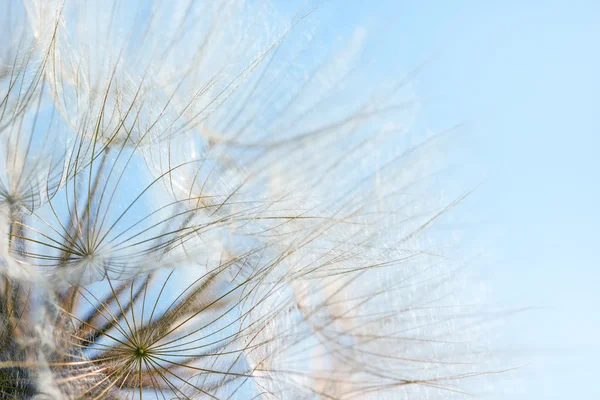 Dandelion seeds over blue sky — Stock Photo, Image