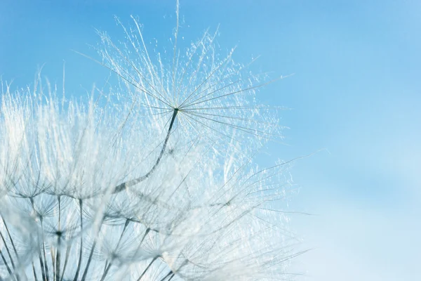 Dandelion seeds over blue sky — Stock Photo, Image