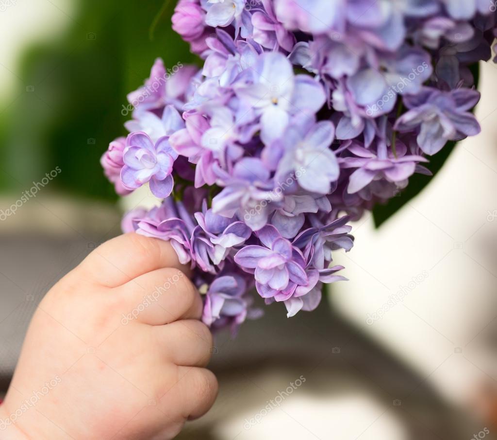 Hand holding branch of lilac