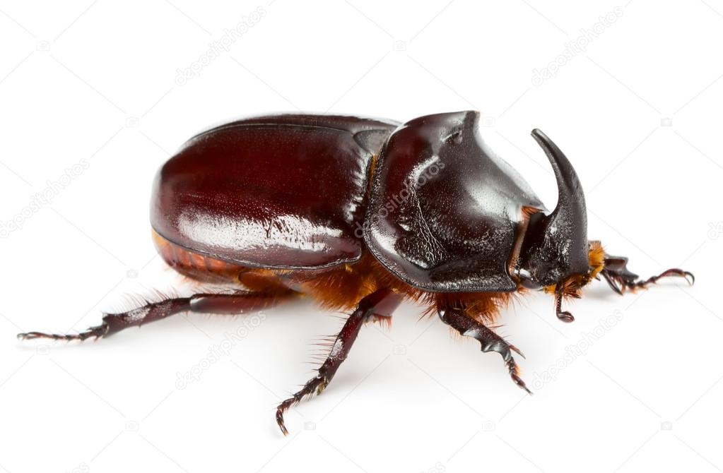 Close-up view of unicorn beetle