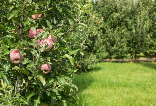 Стиглі яблука в саду — стокове фото
