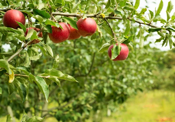 Спелые яблоки в саду — стоковое фото