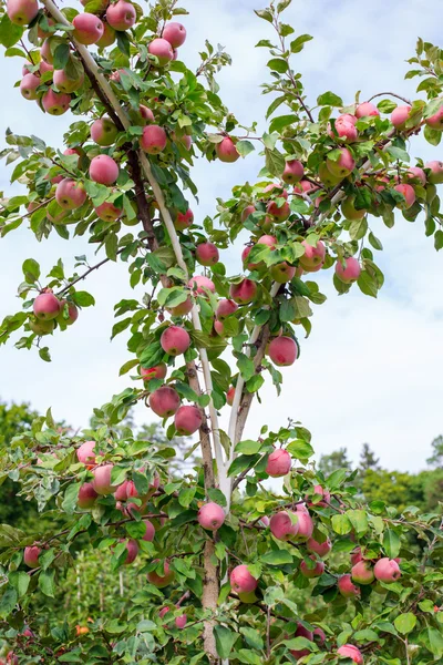 Orchard'olgun elma — Stok fotoğraf