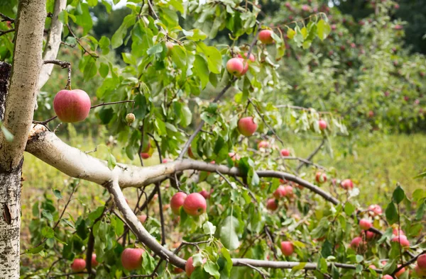 Orchard'olgun elma — Stok fotoğraf