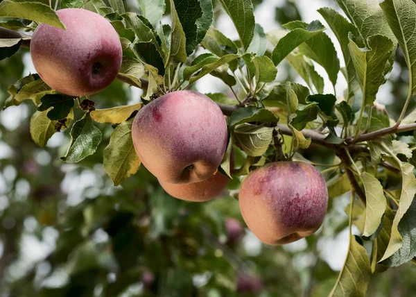 Orchard'olgun elma — Stok fotoğraf