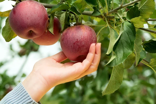 Ручной сбор яблок — стоковое фото