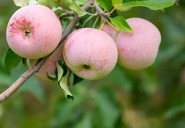 Orchard'olgun elma — Stok fotoğraf