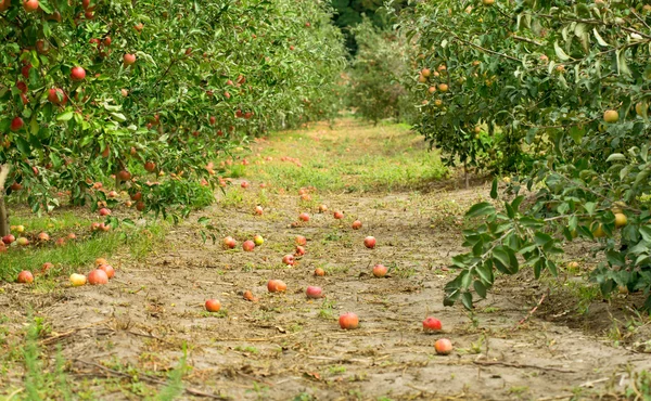 Стиглі яблука в саду — стокове фото