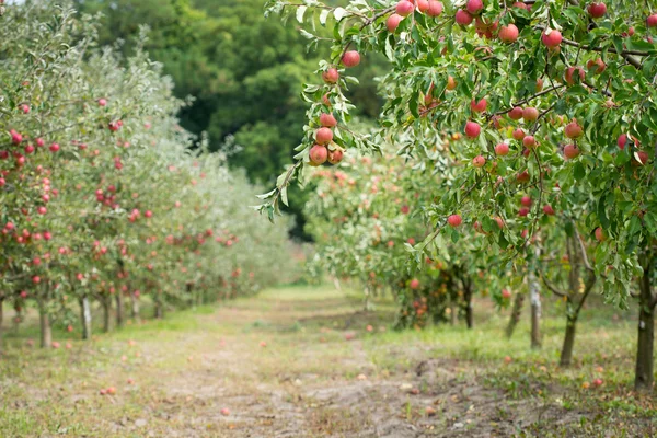 Rijp appels bij orchard — Stockfoto