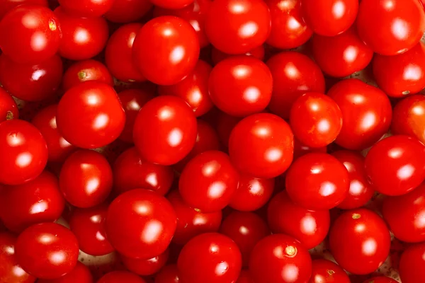 Pomodori freschi maturi — Foto Stock