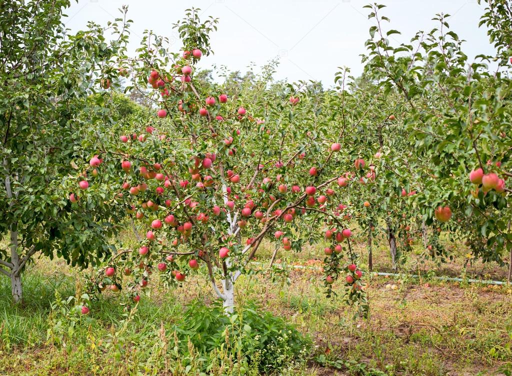 ripe apples at orchard