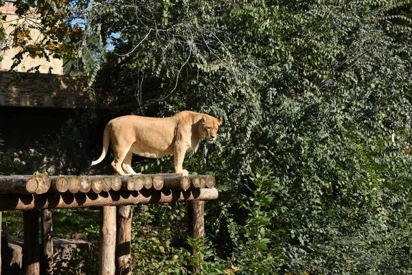Zoológico Kiev Lar Uma Família Leões Macho Várias Fêmeas Foto — Fotografia de Stock