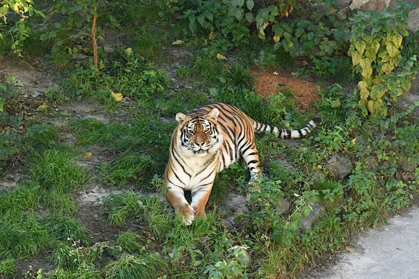 Tigre Marche Sur Herbe Regarde Près Les Gens Photo Haute — Photo