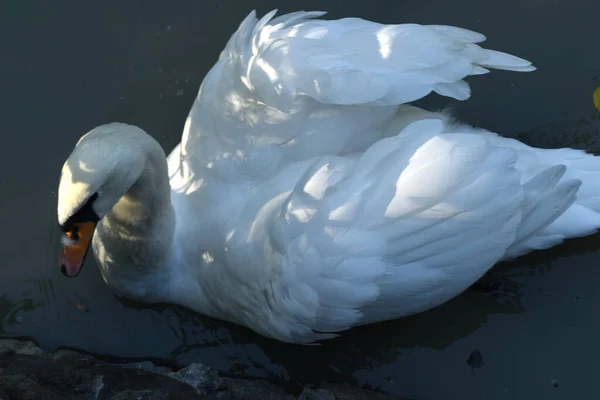 Ein Weißer Schwan Schwimmt Langsam Über Die Oberfläche Des Teiches — Stockfoto