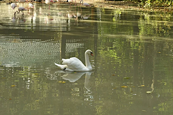 White Swan Swims Slowly Surface Pond High Quality Photo — Stock Photo, Image