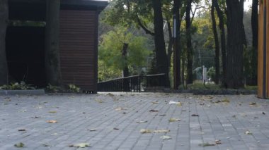 Rüzgar bölgedeki kuru yaprakları hareket ettiriyor..