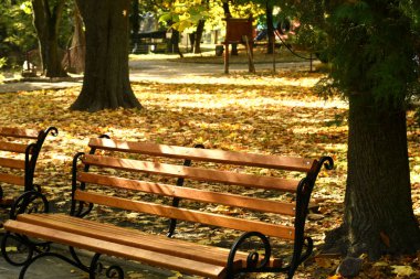 Park bankı ve düşmüş sarı yapraklar.
