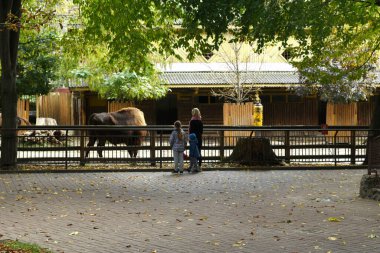 İnsanlar bizona bakıyor..