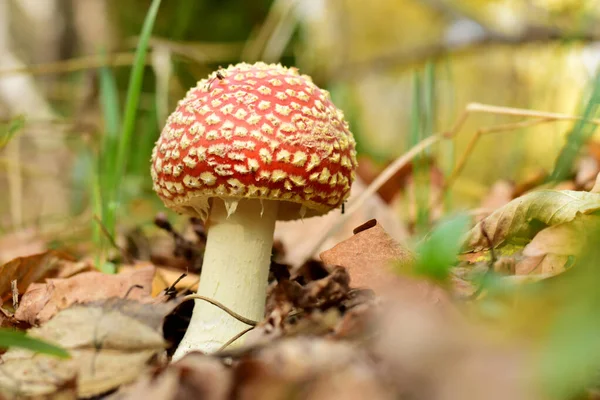 Amanita poisonous mushrooms look beautiful. High quality photo