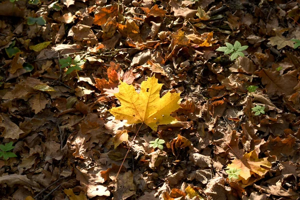 Yellow Maple Leaf Lies Other Fallen Dry Leaves — Stock Photo, Image