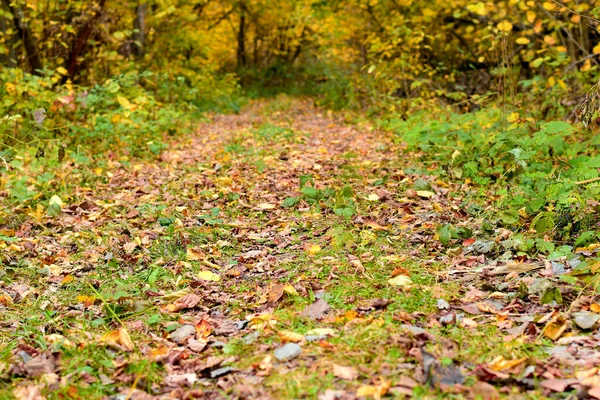 Suché Listí Padající Stromů Pokrývá Zem Stezky Lese — Stock fotografie