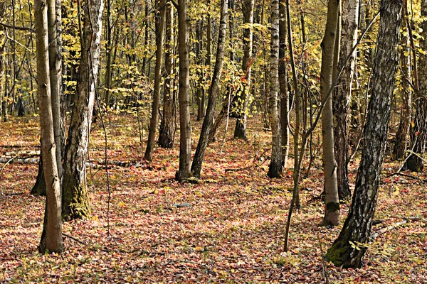 Droge bladeren die van de bomen vallen bedekken de grond en paden in het bos. — Stockfoto