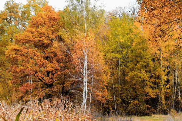 Deciduous forest changes color of leaves in autumn.