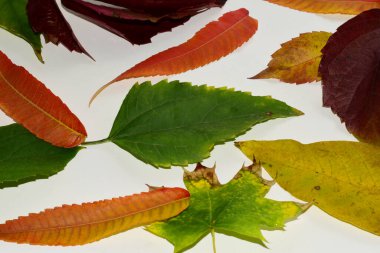 Kuru, düşmüş kırmızı, yeşil, sarı, beyaz bir çarşafın üzerine serilmiş, dokusal bir desen oluşturan yüksek kaliteli fotoğraf.