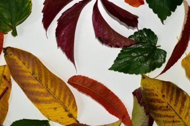 Kuru, düşmüş kırmızı, yeşil, sarı, beyaz bir çarşafın üzerine serilmiş, dokusal bir desen oluşturan yüksek kaliteli fotoğraf.