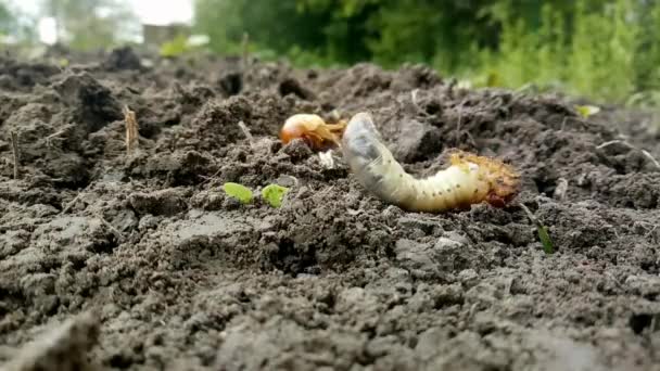 Close-up de larvas de besouro ondulante. — Vídeo de Stock