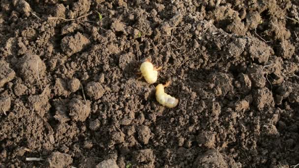 Twee keverlarven proberen in de grond te komen.. — Stockvideo