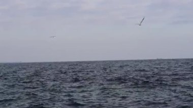 Bir martı sürüsü kendi yiyeceğini denizin sakin olmayan yüzeyinde uçarak alır..