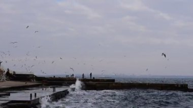 Bir grup sarmaşık martı iskelenin ve dalgalı denizin üzerinde daireler çiziyor.