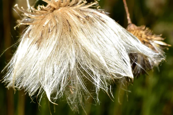 Planten Hebben Lucht Paraplu Zaden Strooien Hoge Kwaliteit Foto — Stockfoto