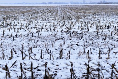 Düşen ilk kar bir zamanlar mısırın yetiştiği tarlayı kapladı..