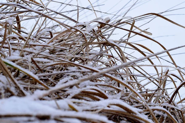 Primeira Neve Que Caiu Cobriu Grama Seca Deixada Campo Com — Fotografia de Stock