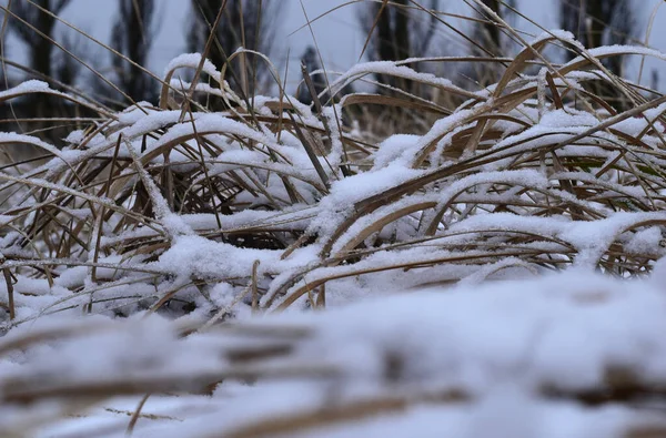 第一场雪覆盖着田野里剩下的干草 上面铺着一层薄薄的雪 — 图库照片