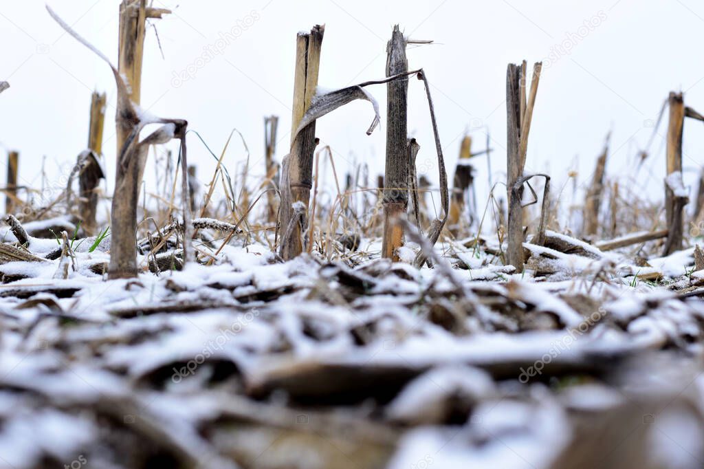 The first snow that fell covered the field on which corn once grew.