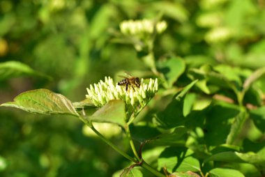 Bahar. 8 Mart. Bir arı çiçek açan beyaz çiçeklerin üzerinde oturur..