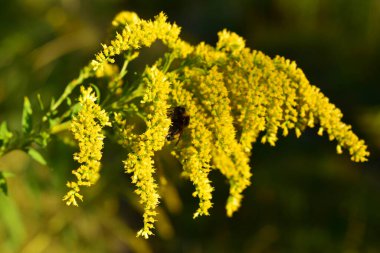 8 Mart 'tan bir tebrik kartı için fotoğraf, sarı çiçekli bir çimen sapının ve nektar toplayan bir yaban arısının yakın çekimi. Yüksek kalite fotoğraf