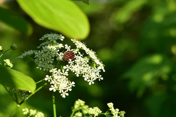 Insecto Con Rayas Rojo Negras Sienta Una Flor Blanca Floreciente — Foto de Stock