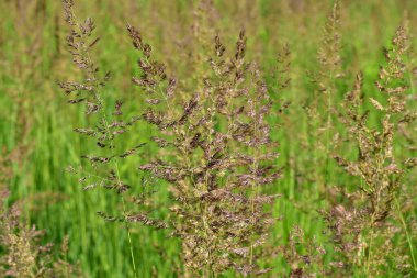 Yeşil bir tarlanın arka planında çiçek açan çimen sapları kadar. Yüksek kaliteli bir fotoğraf.