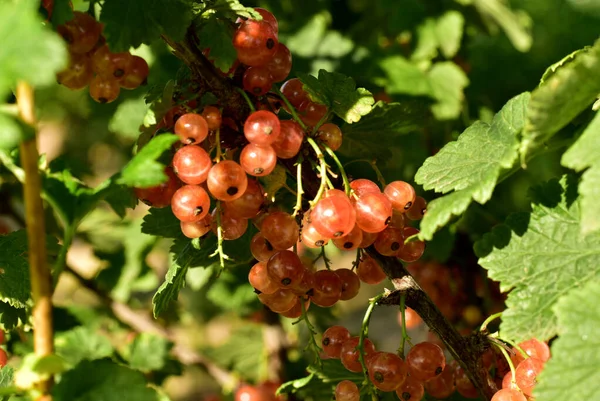 Close Red Currant Fruits Hanging Green Leaves Bush Summer Garden — Stock Photo, Image