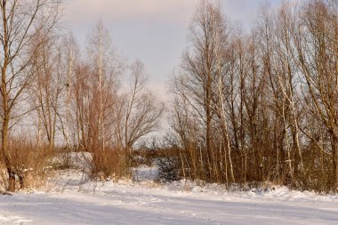 Genç ağaçlar, çalılar ve taze kardan oluşan doğal bir kış manzarası. Yüksek kalite fotoğraf