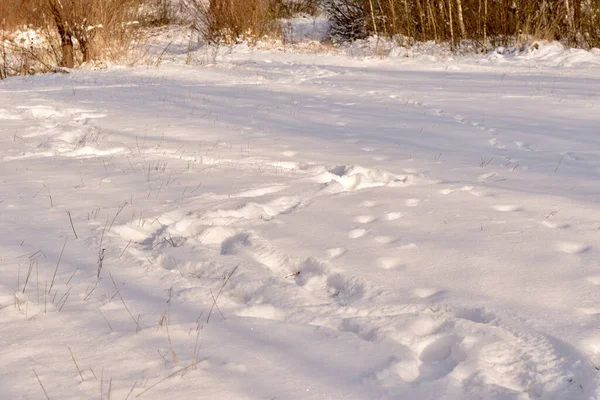 在平坦的雪地上可以看到一串动物和人类的脚印 — 图库照片