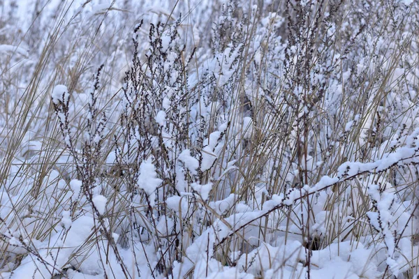 落雪覆盖了田野和干枯的草地 高质量的照片 — 图库照片