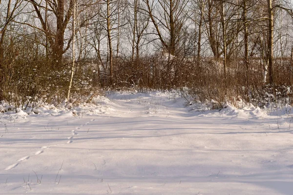 冬天的自然景观包括幼树 灌木和在最近的雪地里被野兽留下的脚印 高质量的照片 — 图库照片