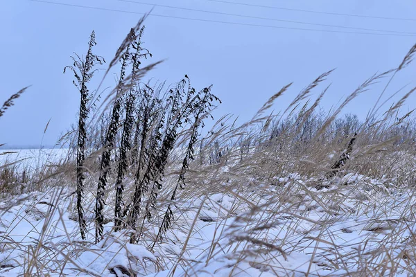 田里剩下的草被毛茸茸的雪覆盖着 高质量的照片 — 图库照片