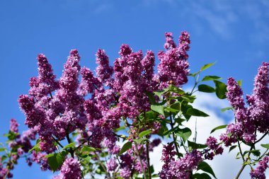 Mavi gökyüzünün arka planında, çiçek açan çiçekli pembe leylak çalısı görülebilir. Yüksek kalite fotoğraf