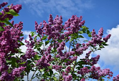 Mavi gökyüzünün arka planında, pembe bir leylak çalısı görünür. Yüksek kalite fotoğraf